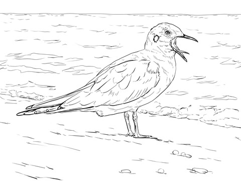 Bonaparte'S Gull Coloring Page